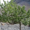 The mountain poplars are quite seldom in Fan Mountains. At altitude above 2,000 m juniper is the predominant species. These trees are under pressure from the summer inhabitants of the mountain valleys who use them for fuel.